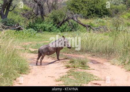 Gemeinsamen Warzenschwein (Phacochoerus Africanus) Stockfoto