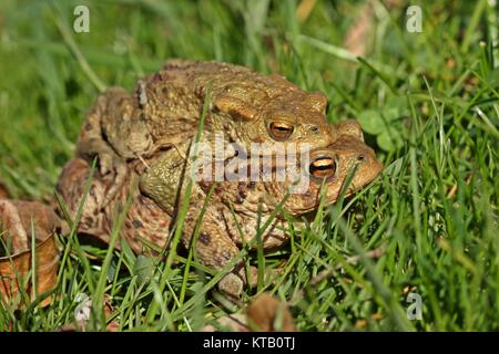 Erdkröte (Bufo bufo) auf Tour Stockfoto