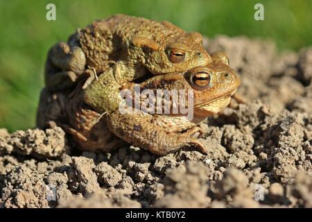 Erdkröte (Bufo bufo) auf Tour Stockfoto