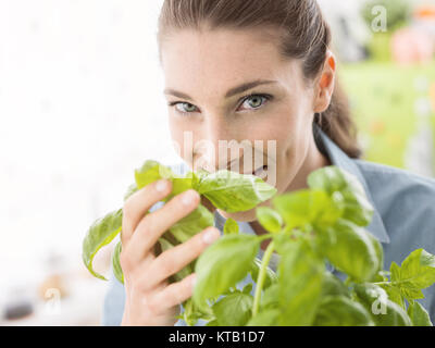 Junge lächelnde Frau immer frische Kräuter zu Hause, hält sie ein Werk von Basil und riechen Sie Stockfoto