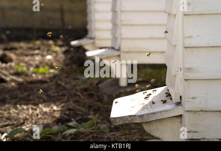 Fliegen von White Hives mit einem lebhaften Verkehr der Bienen Summen und den Bienenstock in ihrer Jagd nach Nahrung, Pollen Stockfoto