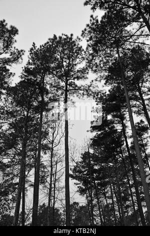 Loblolly oder Gelb Kiefern Silhouette gegen den Himmel in der Albemarle Sound Bereich von Nord-carolina Stockfoto