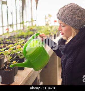 Floristen-Frau arbeitet im Gewächshaus. Stockfoto