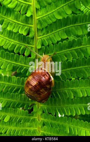 Schnecke auf einem Baum im Garten Stockfoto