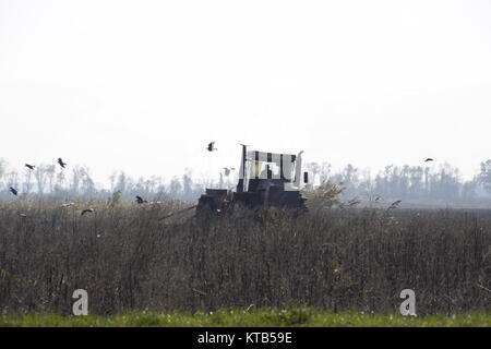 Traktor pflügen ein Feld und Krähen fliegen um ihn herum auf der Suche nach Nahrung Stockfoto