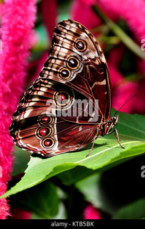 Eine hübsche blaue Morpho butterfly sitzt auf einer Pflanze Blatt in den Gärten. Stockfoto