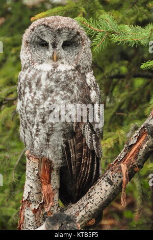 Eine große graue Eule sitzt auf einem Baumstumpf für seine hoch thront. Stockfoto