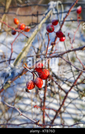 Rote reife gefroren Weißdorn auf der Zweigstelle in den sonnigen Wintertag Stockfoto