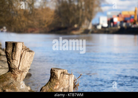 Stumpf in der Nähe eines Flusses in Regensburg. Stockfoto