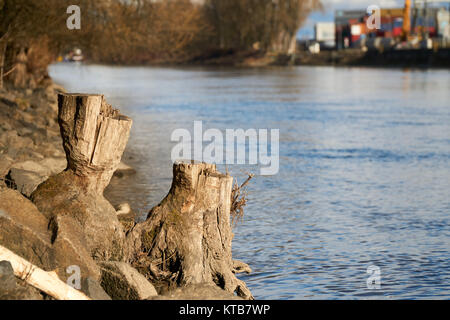 Stumpf in der Nähe eines Flusses in Regensburg. Stockfoto