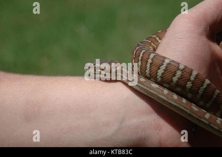 Australische zentrale teppichpython Morelia bredli, an Hand der Person Stockfoto