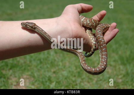 Australische zentrale teppichpython Morelia bredli, an Hand der Person Stockfoto