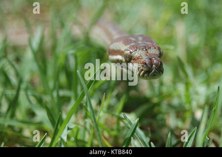 Australische zentrale teppichpython Morelia bredli, im Gras Stockfoto