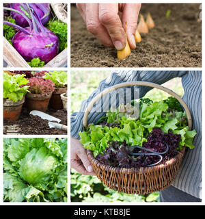 Collage mit Gartenarbeit und Gemüse Stockfoto