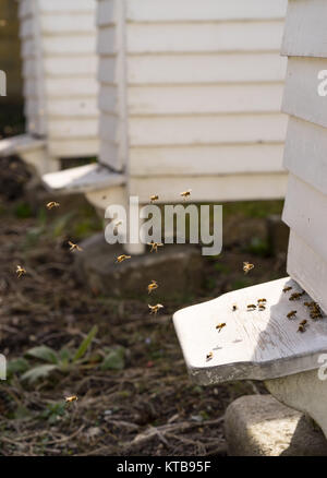 Fliegen von White Hives mit einem lebhaften Verkehr der Bienen Summen und den Bienenstock in ihrer Jagd nach Nahrung, Pollen Stockfoto