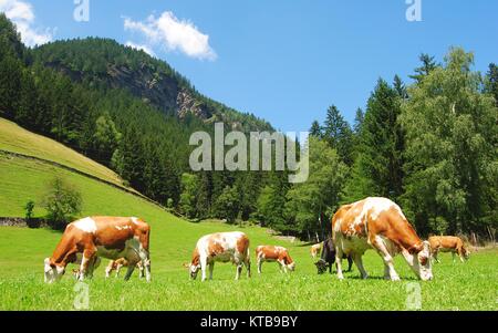 Kühe in den Tiroler Alpen. Stockfoto