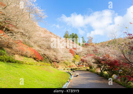 Nagoya, Obara Sakura im Herbst Stockfoto