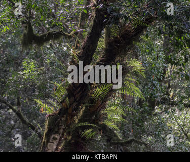 Farne im Mischwald an den Hängen des Mount Meru, Arusha NP, Tanzania Stockfoto