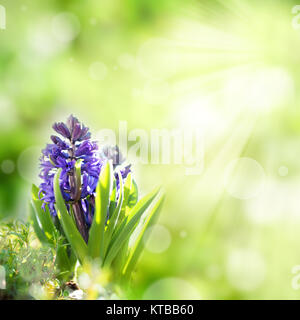 Hyazinthe Blumen im Frühling vor einem grünen Hintergrund für einen österlichen Gruß Stockfoto