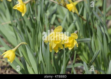 Feder Glühlampe blühende Pflanzen im Blumenbeet. Blumen Narzisse gelb Stockfoto