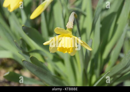 Feder Glühlampe blühende Pflanzen im Blumenbeet. Blumen Narzisse gelb Stockfoto