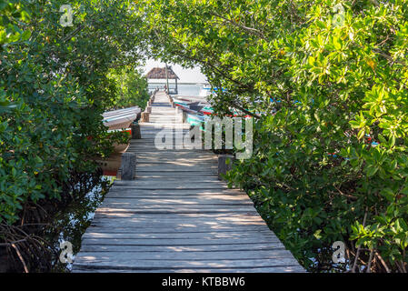 Pier und Mangroven in Mexiko Stockfoto