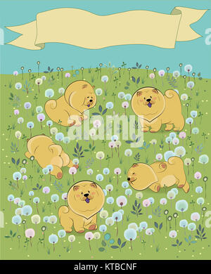 Glückliche Tiere Chow-chow auf die blühenden Feld Stockfoto