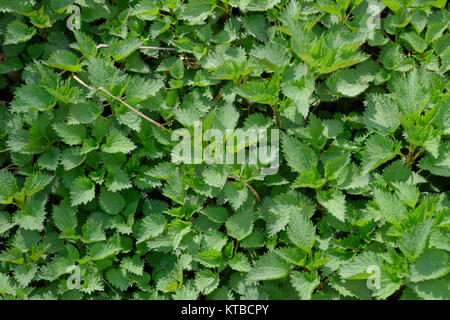 Hintergrund Der junge brennnessel. Glade aus Brennnessel im Garten Stockfoto