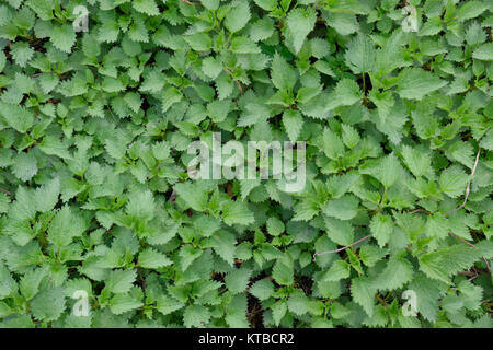 Hintergrund Der junge brennnessel. Glade aus Brennnessel im Garten Stockfoto