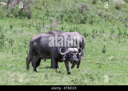 Muddy männliche Büffel (Synerus Caffer) Beweidung, Aursha NP, Tanzania Stockfoto
