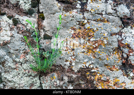 Hintergrund aus rotem Granit Moos und Gras Stockfoto