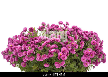 Blumenstrauß aus Chrysanthemen Blumen, auf weißem Hintergrund Stockfoto