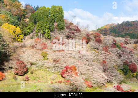 Nagoya, Obara Sakura im Herbst Stockfoto