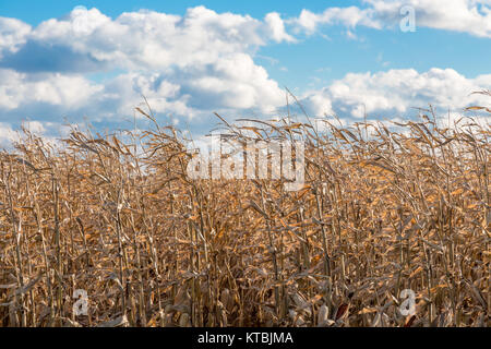 Detail Bild eines Spätsommer Feld von Mais in East Hampton, New York, USA Stockfoto