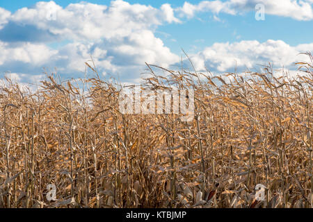 Detail Bild eines Spätsommer Feld von Mais in East Hampton, New York, USA Stockfoto