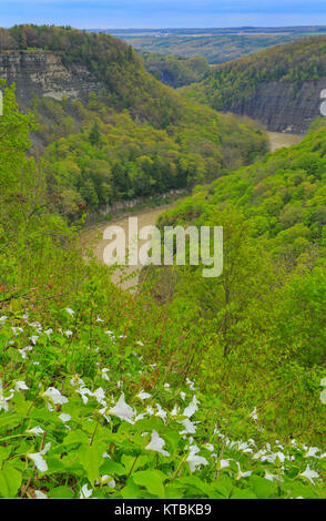 Great Bend übersehen, Genesee River, Letchworth State Park, Kastilien, New York, USA Stockfoto