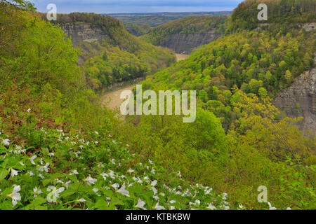 Great Bend übersehen, Genesee River, Letchworth State Park, Kastilien, New York, USA Stockfoto