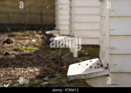 Fliegen von White Hives mit einem lebhaften Verkehr der Bienen Summen und den Bienenstock in ihrer Jagd nach Nahrung, Pollen Stockfoto