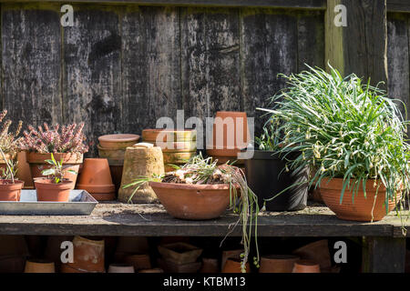 Romantisch idyllische Anlage Tisch im Garten. Frühjahr Vorbereiten des Gartens. Stecklinge und neuen Anlagen, lugen aus Anlage Boxen. Frühling Blumenzwiebeln werden aus dem Boden aufgeteilt und neu bepflanzt Stockfoto