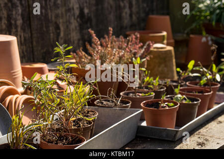 Romantisch idyllische Anlage Tisch im Garten. Frühjahr Vorbereiten des Gartens. Stecklinge und neuen Anlagen, lugen aus Anlage Boxen. Frühling Blumenzwiebeln werden aus dem Boden aufgeteilt und neu bepflanzt Stockfoto