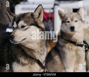 Sportliche Hunde im Winter Stockfoto