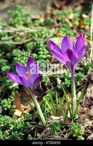 Lila Krokusse in einem Blumenbeet Stockfoto