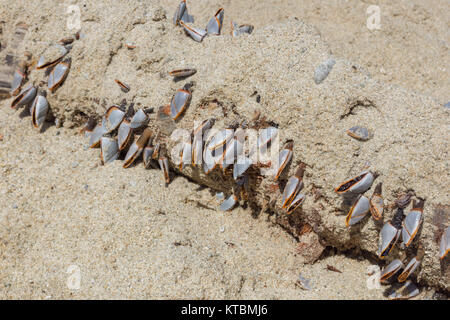 Treibholz am Strand Stockfoto