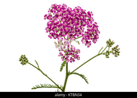 Blumen der Schafgarbe, lat. Achillea millefolium, auf weißem Hintergrund Stockfoto