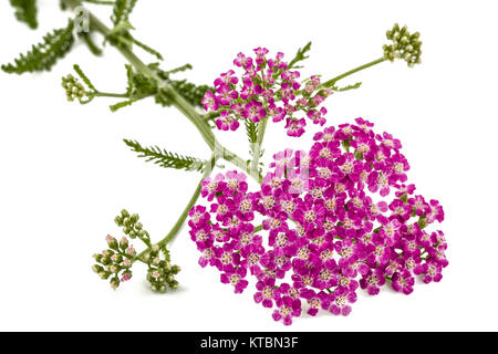 Blumen der Schafgarbe, lat. Achillea millefolium, auf weißem Hintergrund Stockfoto