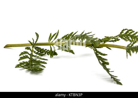 Blätter der Schafgarbe, lat. Achillea millefolium, auf weißem Hintergrund Stockfoto