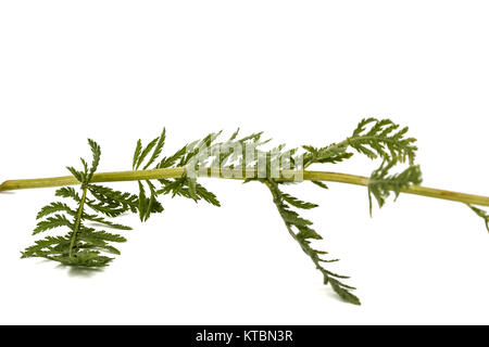 Blätter der Schafgarbe, lat. Achillea millefolium, auf weißem Hintergrund Stockfoto