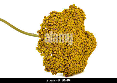 Blumen der Schafgarbe, lat. Achillea millefolium, auf weißem Hintergrund Stockfoto