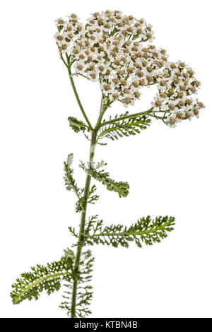 Blumen der Schafgarbe, lat. Achillea millefolium, auf weißem Hintergrund Stockfoto