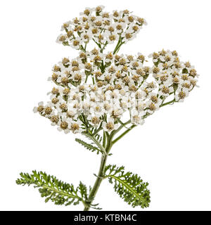Blumen der Schafgarbe, lat. Achillea millefolium, auf weißem Hintergrund Stockfoto